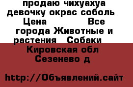 продаю чихуахуа девочку,окрас соболь › Цена ­ 25 000 - Все города Животные и растения » Собаки   . Кировская обл.,Сезенево д.